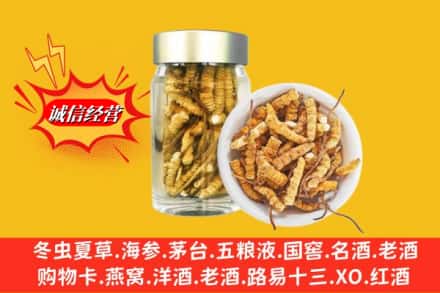 石河子回收散虫草